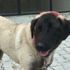 Samsun'da yulaflarını ezdiği için komşusunun köpeğini tüfekle vuran şüpheli gözaltına alındı