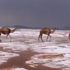 Suudi Arabistan’da karla kaplı çölde develerin yürüyüşü izlenme rekorları kırdı