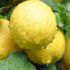 Limonun çok şaşıracağınız faydaları Limonun çok şaşıracağınız faydaları