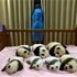 Çin'de panda nüfusu artıyor Çin'de panda nüfusu artıyor