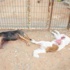 Barınaktaki 2 Köpeği Tüfekle Vurdular