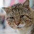 Eski seçim sandıkları kedi evi oldu