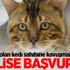 Kedi sahibini bulmak için polise başvurdu