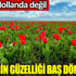 Lalelerin güzelliği baş döndürdü. Burası Hollanda değil Lalelerin güzelliği baş döndürdü. Burası Hollanda değil