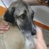 Polisin ateş ettiği köpek tedaviye alındı Polisin ateş ettiği köpek tedaviye alındı