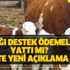 2018 2. dönem buzağı destek ödeme tarihi, ne kadar? 31 Aralık Buzağı destek ödemeleri son dakika yattı mı?