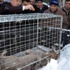 Belediye Başkanı Karda Aç Kalan Kurdu Besledi Belediye Başkanı Karda Aç Kalan Kurdu Besledi