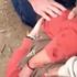 Bu kadarı da olmaz… Jaguarla selfie çekmek için çiti atladı, parçalara ayrıldı Bu kadarı da olmaz… Jaguarla selfie çekmek için çiti atladı, parçalara ayrıldı