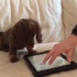 Bu köpek iPad'le oynuyor