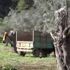 Muğla'da ağaç katliamı! CHP'li belediye 150 yıllık zeytin ağaçlarını katletti Muğla'da ağaç katliamı! CHP'li belediye 150 yıllık zeytin ağaçlarını katletti