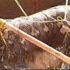 Dolmabahçede kritik görüşme