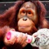 Kaplanlara annelik yapan orangutan Kaplanlara annelik yapan orangutan