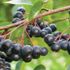 'Süper Meyve' olarak adlandırılan Aronia bitkisi Yusufeli’nde yetiştirilmeye başlandı 'Süper Meyve' olarak adlandırılan Aronia bitkisi Yusufeli’nde yetiştirilmeye başlandı
