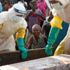 Kongo'da 11'inci dalga Ebola salgınından dolayı can kaybı 18'e yükseldi