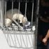 Pencere parmaklıklarına sıkışan köpek, güneşin altında 2 gün boyunca aç susuz kaldı Pencere parmaklıklarına sıkışan köpek, güneşin altında 2 gün boyunca aç susuz kaldı
