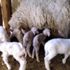 Görenler şaşırdı kaldı! Koyun tek batında 7 kuzu doğurdu Görenler şaşırdı kaldı! Koyun tek batında 7 kuzu doğurdu
