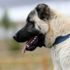 Sivas Kangal köpeklerinin genetiği çiple korunuyor