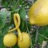 Biber görünümlü limon görenleri şaşırttı
