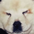 Köpekleri boyayıp panda diye yutturdular! Köpekleri boyayıp panda diye yutturdular!