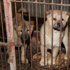 57 köpek 'yemek' olmaktan son anda kurtuldu 57 köpek 'yemek' olmaktan son anda kurtuldu
