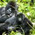 WWF: Yaban hayvanlarının nüfusu 50 yılda yüzde 68 ...