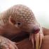 Pangolin nedir? Korona virüsün kaynağı Pangolin mi? Pangolin nedir? Korona virüsün kaynağı Pangolin mi?