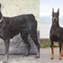 Köpeklerin geçirdiği 100 yıllık değişim