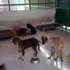 Bursa'daki köpek katliamında yeni gelişme Bursa'daki köpek katliamında yeni gelişme