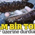 Bir ton deniz patlıcanı ele geçirildi