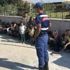Çanakkale'de 62 kaçak göçmen yakalandı