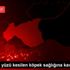 Kulağı ve yüzü kesilen köpek sağlığına kavuştu