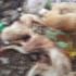 Çorum'da çöp depolama alanında silahla vurulan 8 köpek ölüsü bulundu