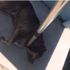 Yalova'da köpeklerin zehirlenerek öldürüldüğü iddiası! Tepkiler çığ gibi büyüyor! Yalova'da köpeklerin zehirlenerek öldürüldüğü iddiası! Tepkiler çığ gibi büyüyor!