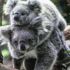 ﻿Koala nüfusu tehlikede