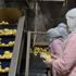 Tüketicinin patates püresine ilgisi arttı