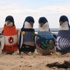 Penguenlere kazak örüyor Penguenlere kazak örüyor