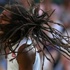 Wimbledon'a damga vuran 'rastalı adam'