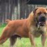 Uyuşturucu yiyen köpek sahibini öldürdü