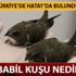 Ebabil kuşu nedir, ne anlama gelir? Ebabil kuşu hikayesi nedir?