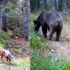 Bolu'daki yaban hayatı fotokapanlara yansıdı