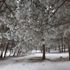 Beyaz örtüyle kaplanan Sarıçam ormanında doyumsuz kış manzaraları