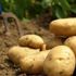 Patates soğan çetesi işbaşında Patates soğan çetesi işbaşında