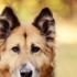 Rüyada siyah köpek görmek ne demek? Rüyada siyah köpek ısırması tabirleri... Rüyada siyah köpek görmek ne demek? Rüyada siyah köpek ısırması tabirleri...