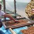 Özel izinle üretiliyor! Kilogramı bin liradan satılıyor
