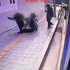 Güney Kore’de kaldırım çöktü Güney Kore’de kaldırım çöktü