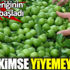 Papaz eriğinin hasadı başladı ama kimse yiyemeyecek Papaz eriğinin hasadı başladı ama kimse yiyemeyecek