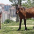 Edirne'deki 5 bin lira maaşlı çoban işi bıraktı Edirne'deki 5 bin lira maaşlı çoban işi bıraktı