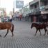 Sahipsiz gezinen atlar görenleri şaşırttı Sahipsiz gezinen atlar görenleri şaşırttı