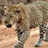 Hindistan'da leopar, bebeği ailesinin yanından kaçırdı