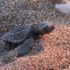 Caretta carettalara 7/24 özel güvenlik Caretta carettalara 7/24 özel güvenlik